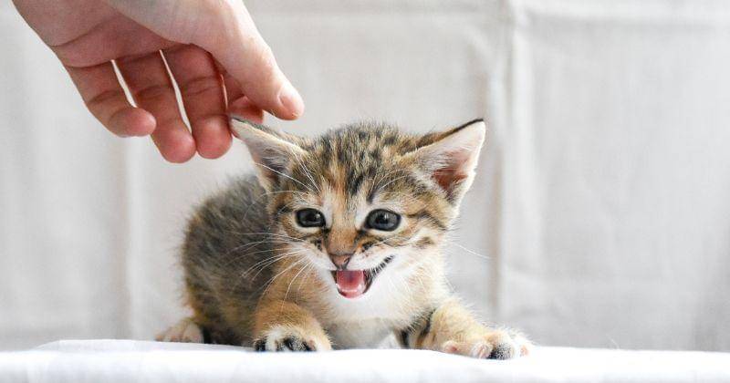 Pixabay/Artem_Makarov